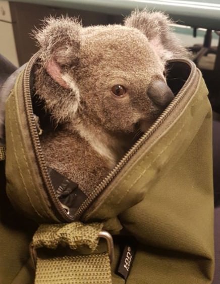 koala